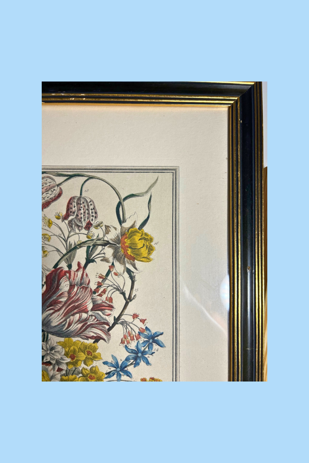 Framed botanical illustration of flowers on a light blue background